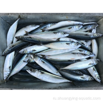 Seafrozen Scomber Japonicus Mackerel Fish в складе